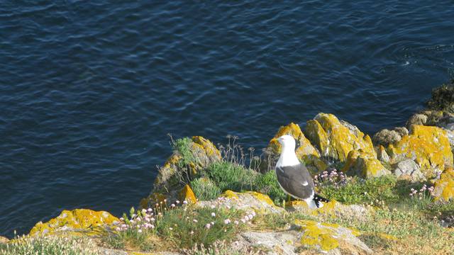 © G. SABY - OT île d'Yeu