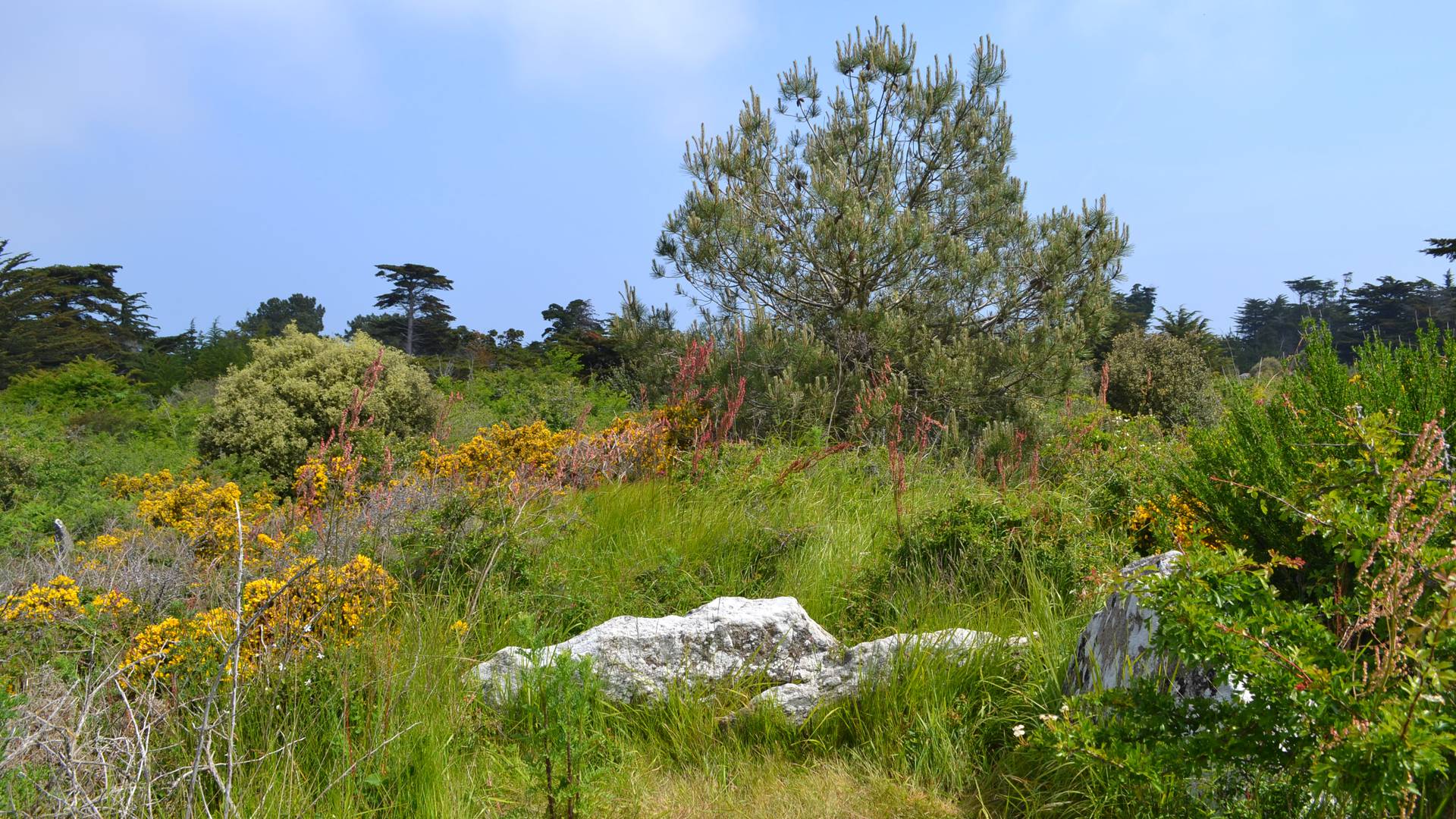 Trémureau des Landes, mégalithe, Ile d'Yeu