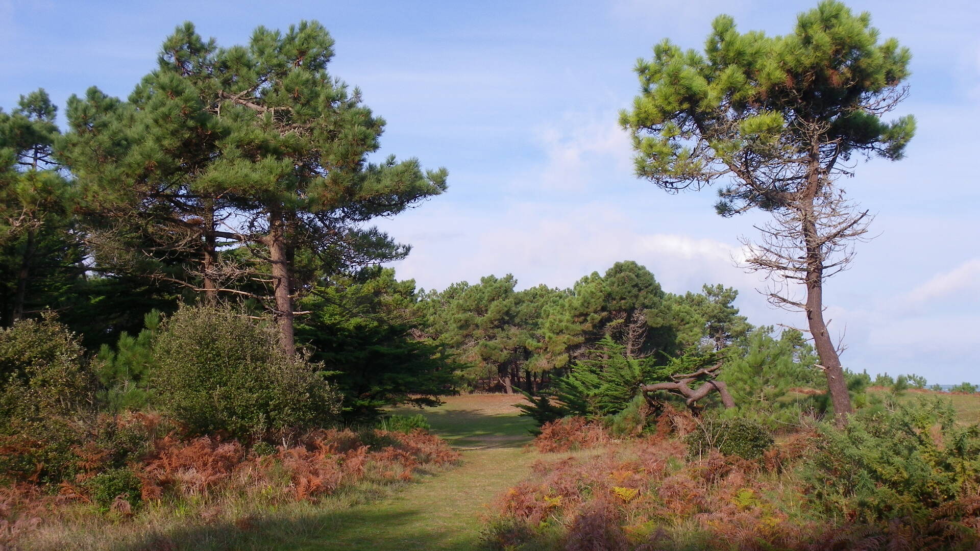 Bois des Conches, Ile d'Yeu © F Guerineau